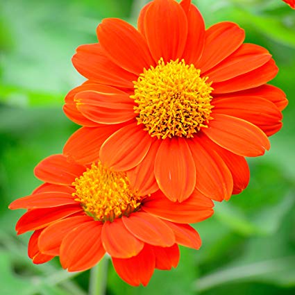 ดอกทานตะวันเม็กซิกัน - Mexican Sunflower