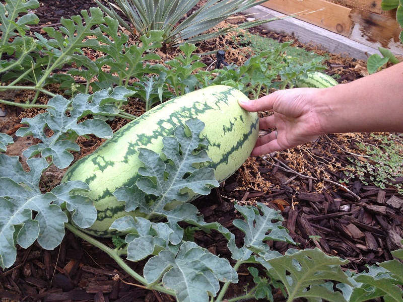 แตงโม จูบิลี - Jubilee Watermelon