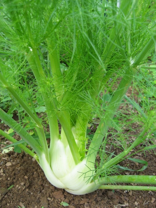เฟนเนล ฟลอเรนท์ - Florence Fennel Herb
