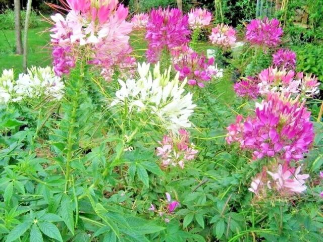 ดอกคลีโอเม่ สไปเดอร์แพลนท์ คละสี - Spider Plants Cleome Flower