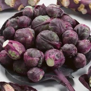 กะหล่ำดาวสีม่วง - Redbull Purple Brussels sprout