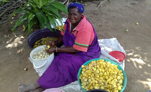 มารูลา (กินแล้วเมา) - MARULA TREE