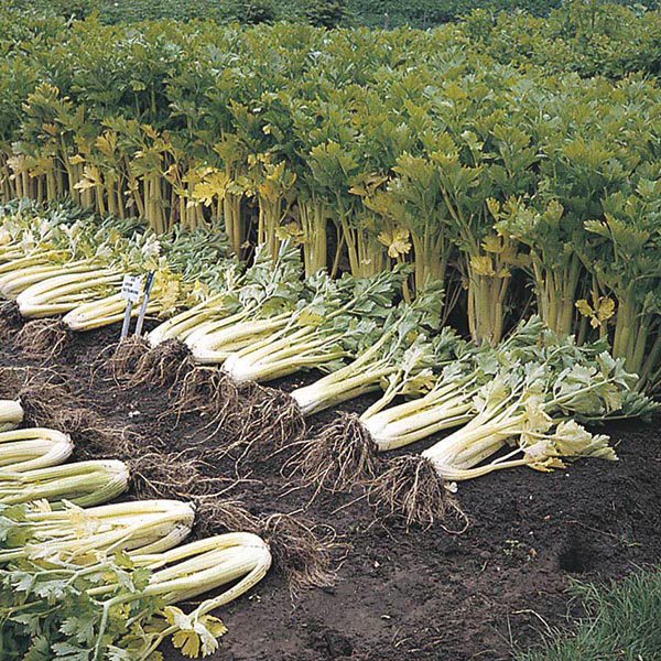 เซเลอรี่ โกลเด้น - Golden Celery
