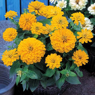 ดอกบานชื่นสีเหลือง - Mixed Yellow Zinnia Flower