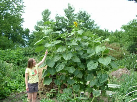 ทานตะวันแมมมอธ - Mammoth Sunflower