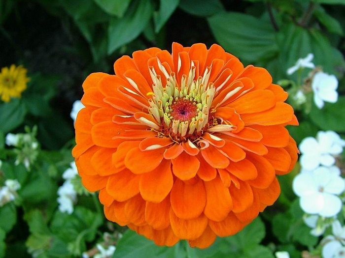 (Whole 1 Oz) ดอกบานชื่นสีส้ม - Orange Zinnia Flower