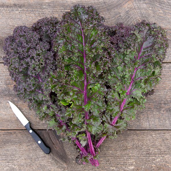 เมล็ดพันธุ์เคล สการ์เล็ต - Scarlet Kale Seed