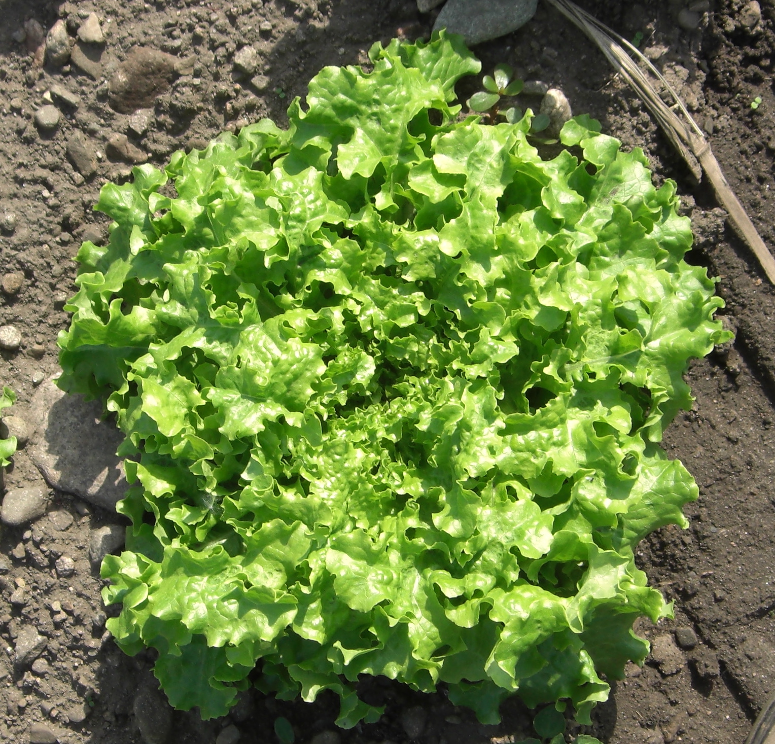 (Whole 1 Oz.) ผักสลัด กรีนไอซ์ - Green Ice Lettuce