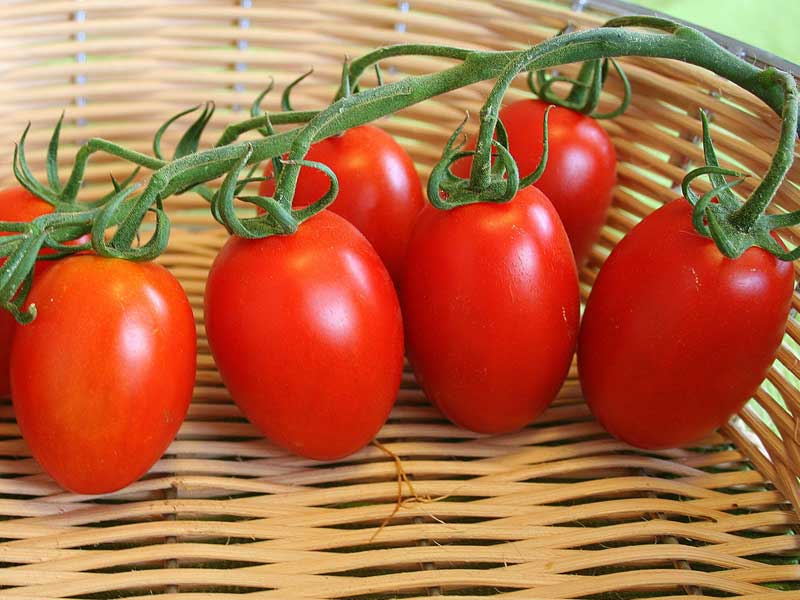 มะเขือเทศริโอ แกรนด์ - Rio Grande Tomato