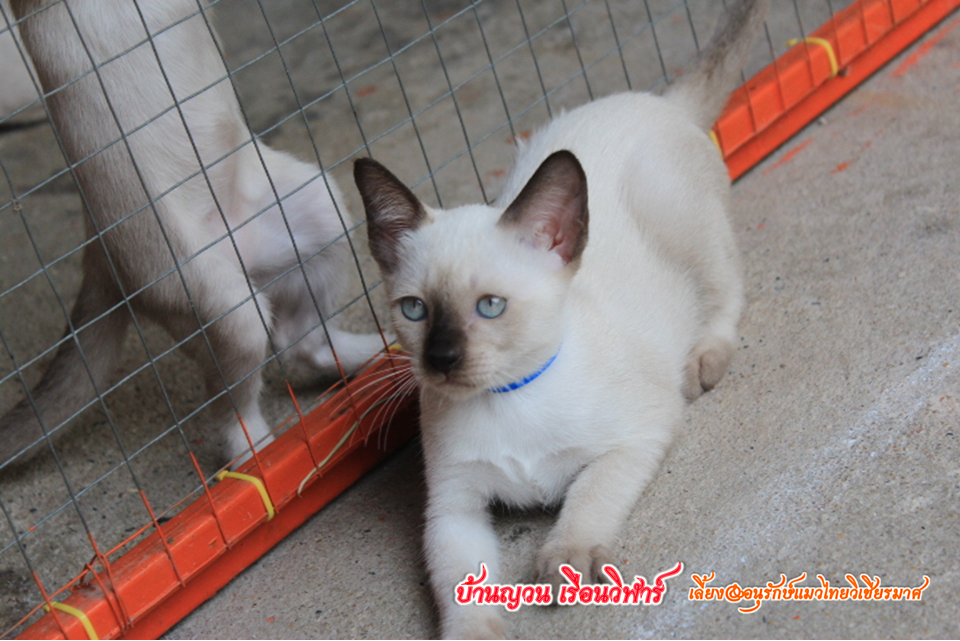 น้องแมวบ้านยวนเรือนวิฬาร์