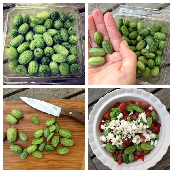 แตงกวาจิ๋วเม็กซิกัน - Mexican sour gherkin