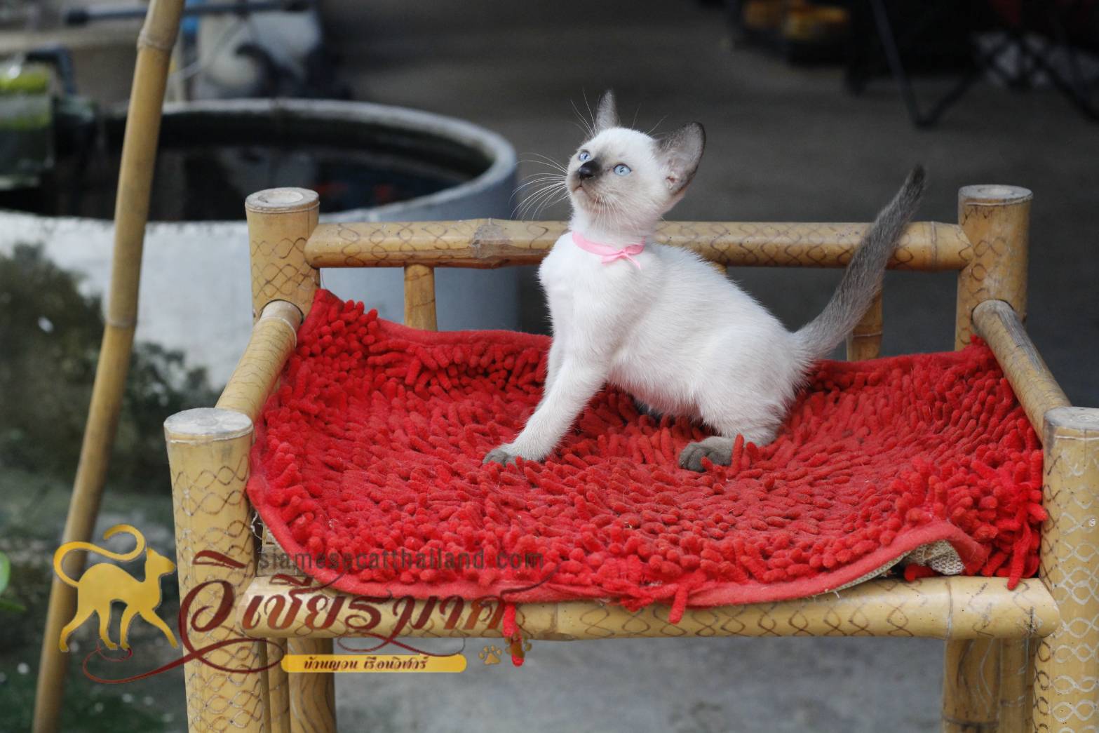 แมววิเชียรมาศ รุ่น 9/2565