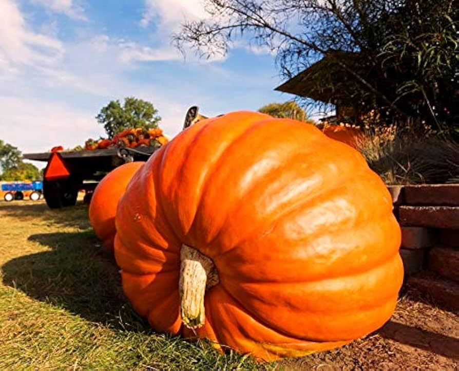เมล็ดพันธุ์ ฟักทองยักษ์ โกลเวอร์ ใจแอนท์ Grower's Giant F1 Pumpkin