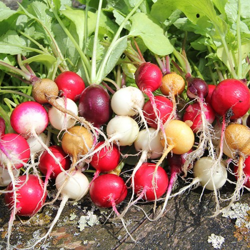 แรดิชกลม คละสี - Mixed Round Radish