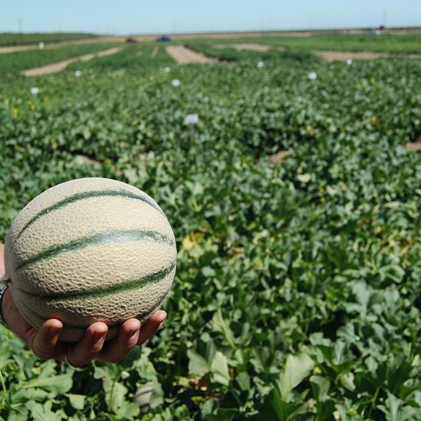 เมล็ดพันธุ์ เมล่อนดาวินชี่ - Da Vinci Melon F1 Seed