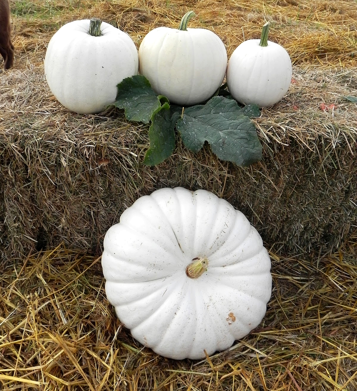 ฟักทองสีขาว บอร์ฟอร์ด - Flat White Boer Ford Pumpkin