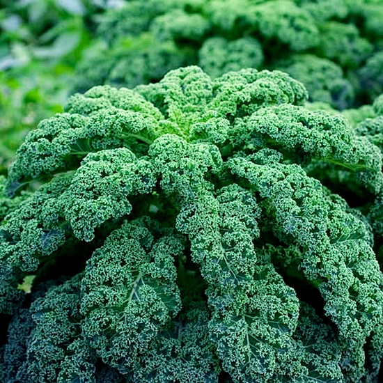 เมล็ดพันธุ์เคล วินเทอร์บอร์ - Winterbor Kale F1 Seed