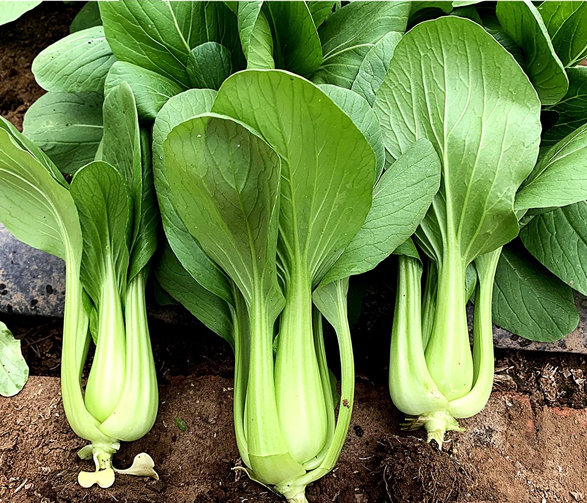 เมล็ดพันธุ์ กวางตุ้งฮ่องเต้ หัวลู่ Hualu Green Pakchoi F1 Seed
