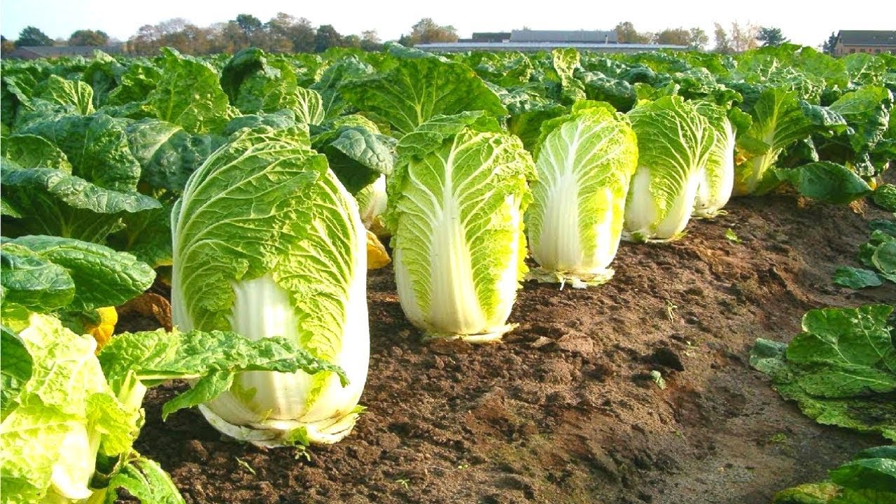 เมล็ดพันธุ์ ผักกาดขาว โอเอซิสไวท์ Oasis White Chinese Cabbage F1 Seed