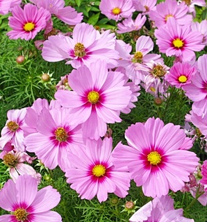 ดาวกระจายสีชมพู - Pink Cosmos Flower