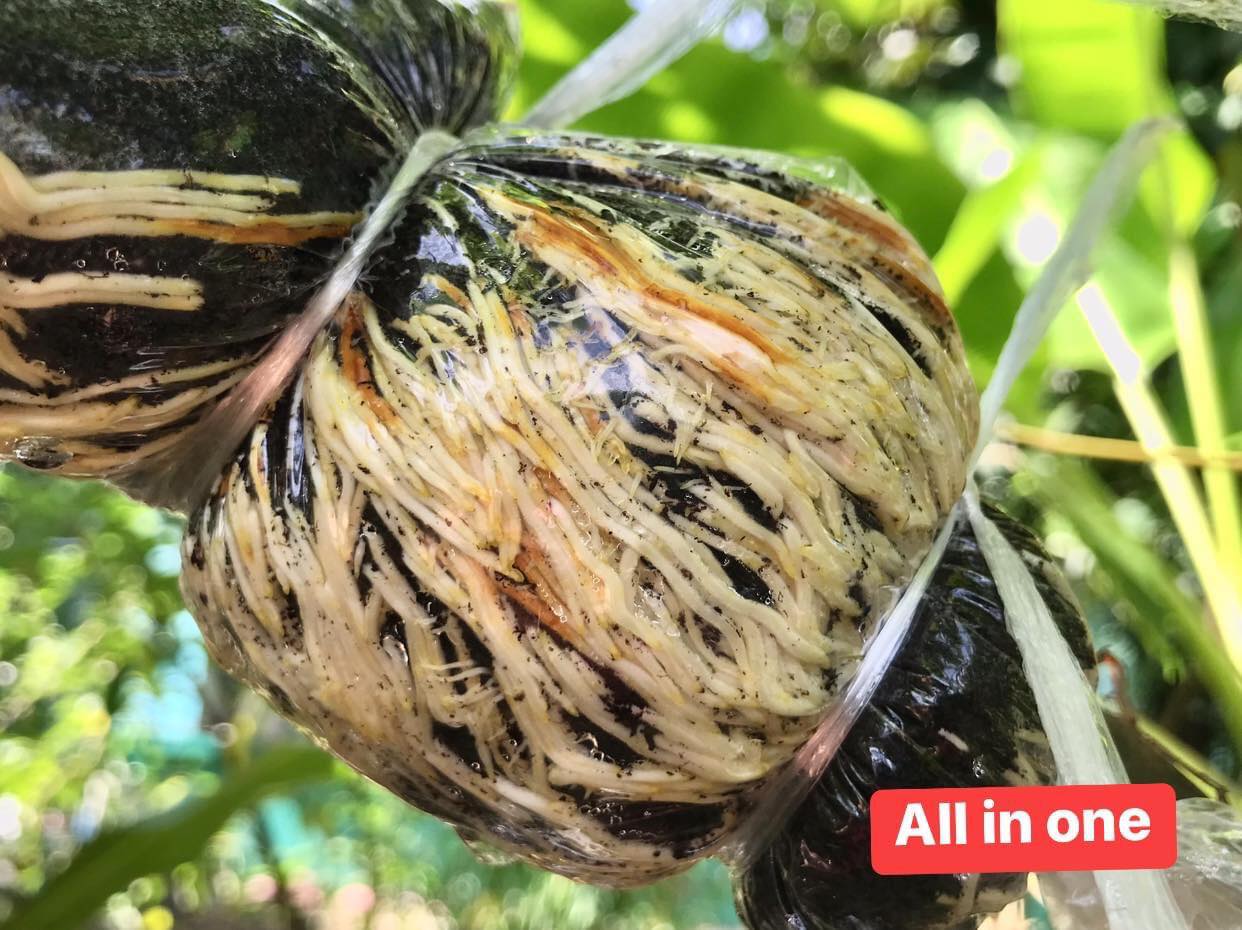 ฮอร์โมน เร่งราก All In One 120 ml. ช่วยกระตุ้นการงอกเมล็ด