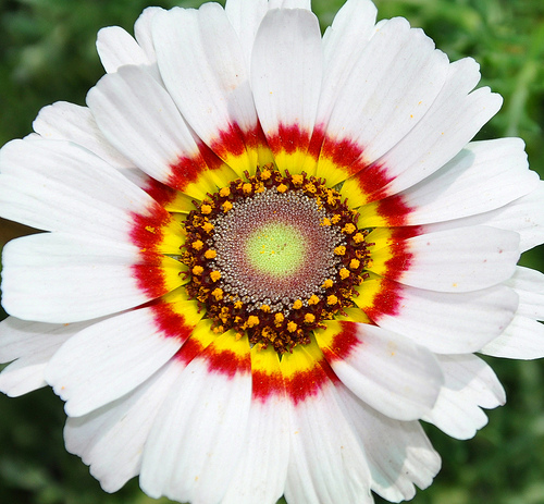 (Whole 1 Oz.) เพ้นท์เดซี่ - Painted daisy Seed
