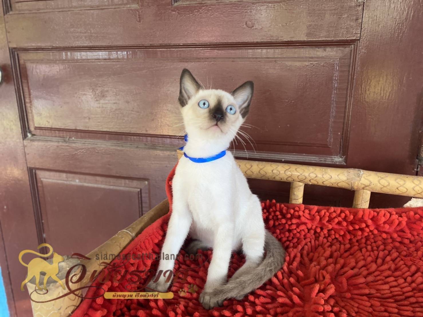 น้องแมวรุ่นใหม่ 6/2566