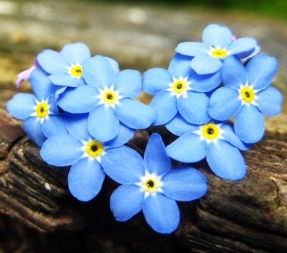 (Whole 1 Oz) ดอกฟอร์เก็ตมีน็อต - Forget Me Not Flower