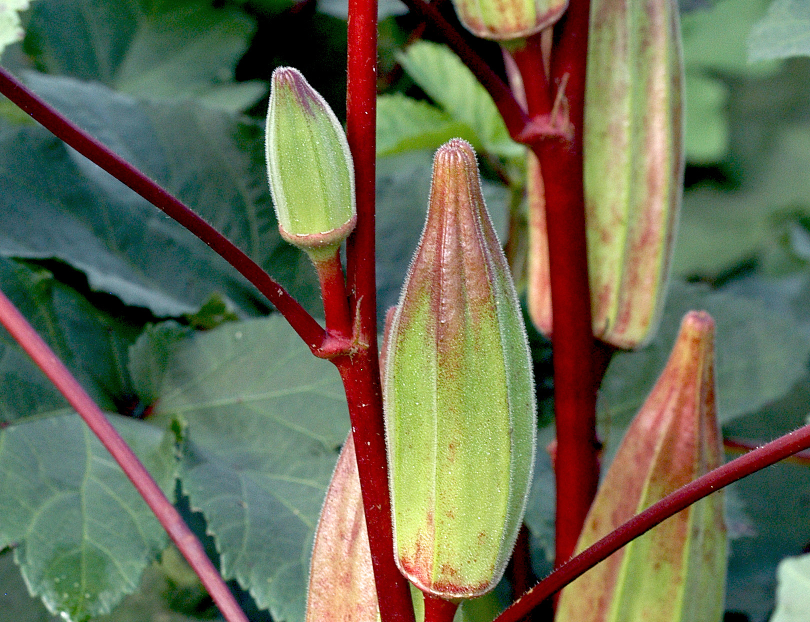 กะเจี๊ยบมอญฮิลคันทรี - Hill Country Okra