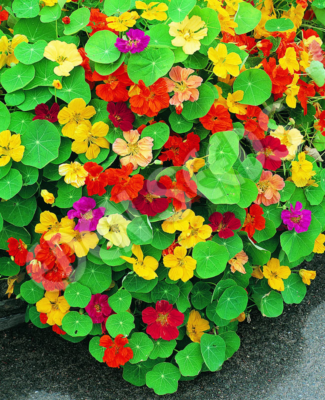 (Whole 1 Oz) ดอกแนสเทอร์เที่ยม คละสี - Jewel Mixed Nasturtium