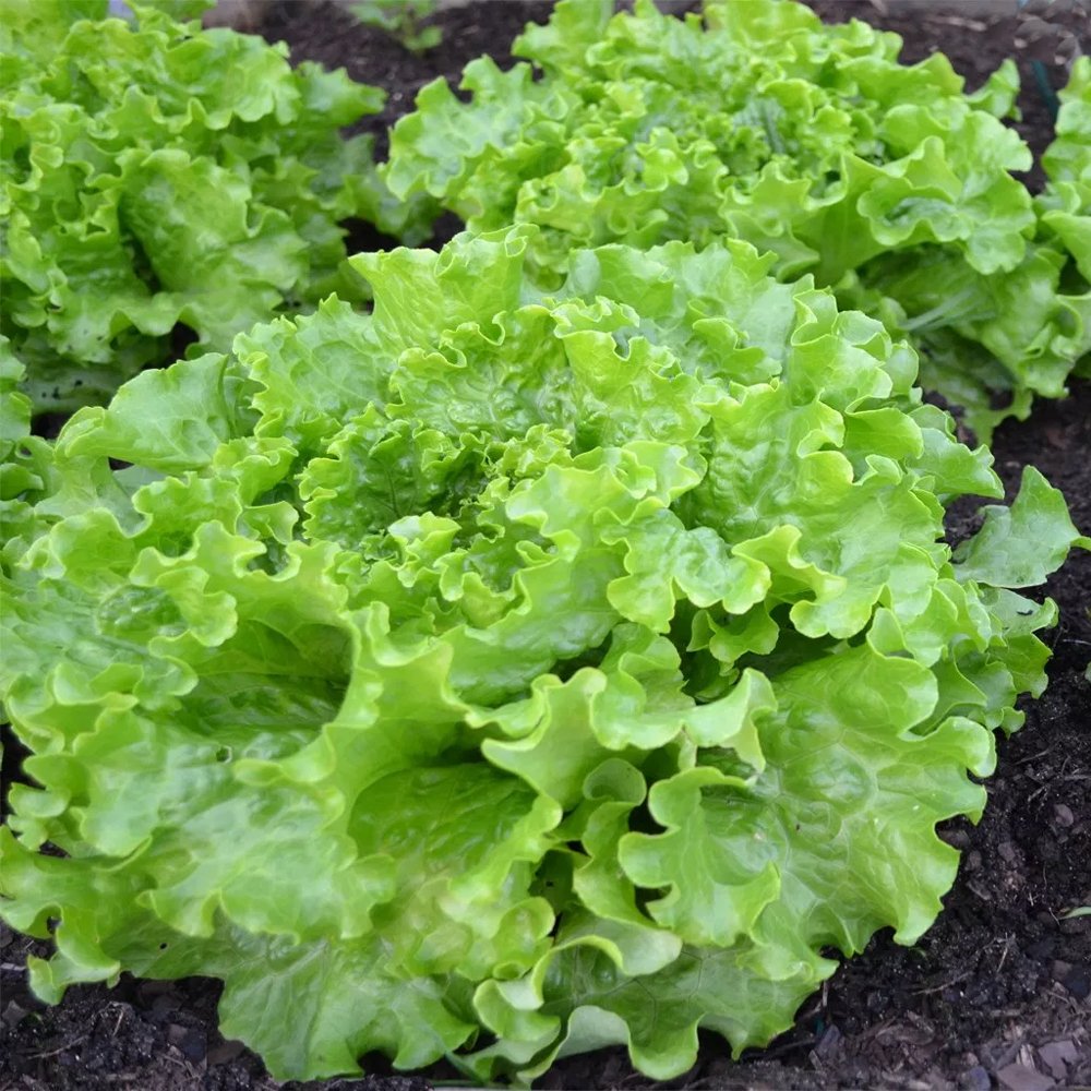 สลัดกรีนไอซ์ - GreenIce Lettuce