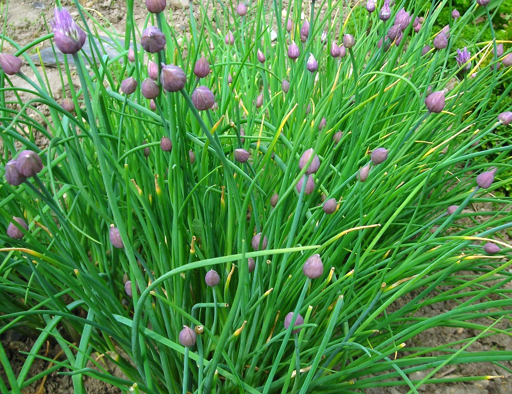 ต้นหอมฝรั่ง(ไชว์ส) - Common Chives