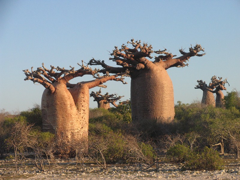 เบาบับเกรโกเร - Adansonia Gregorii Baobab