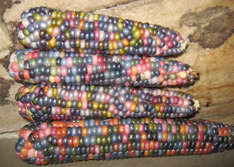 (Whole 1 Oz.) ข้าวโพดพลอย - Glass Gem Corn