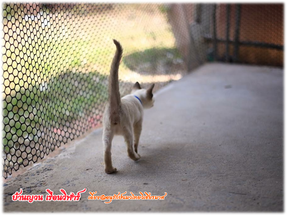 น้องแมวมาใหม่ วันที่ 1/4/2560
