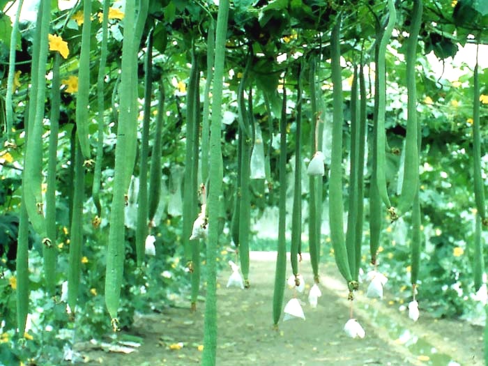 บวบหอมยาวมาก - Extra Long Luffa Sponge Gourd