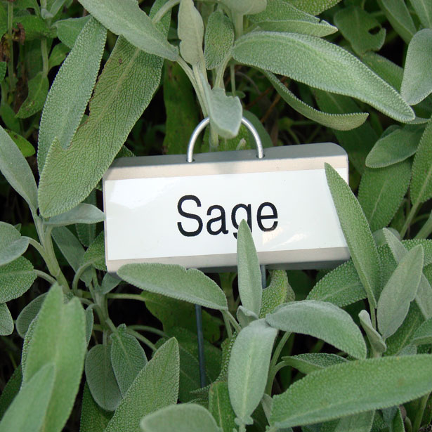 เสจ - Sage