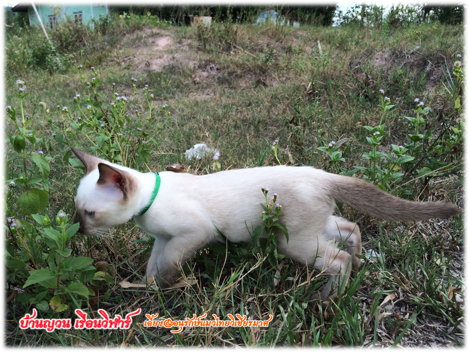 น้องแมว 12/7/2558