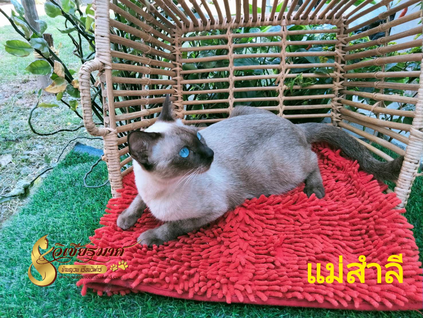 แม่พันธุ์เรือนวิฬาร์