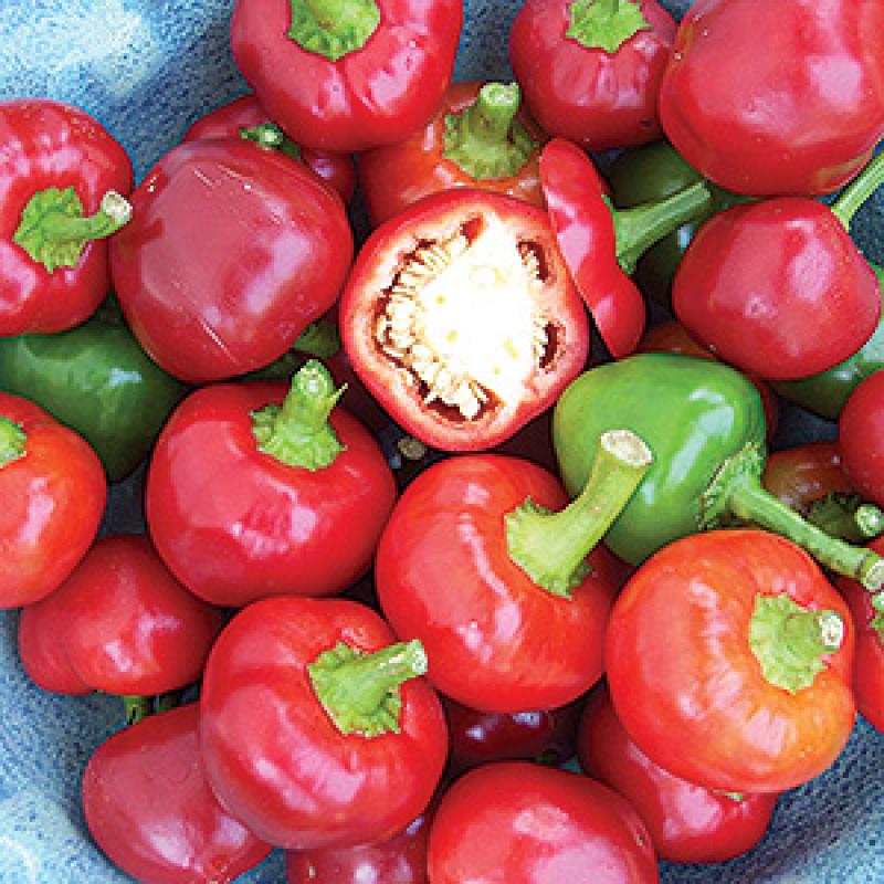 เมล็ดพันธุ์ พริกหวาน เชอรี่ - Cherry Sweet Pepper Seed