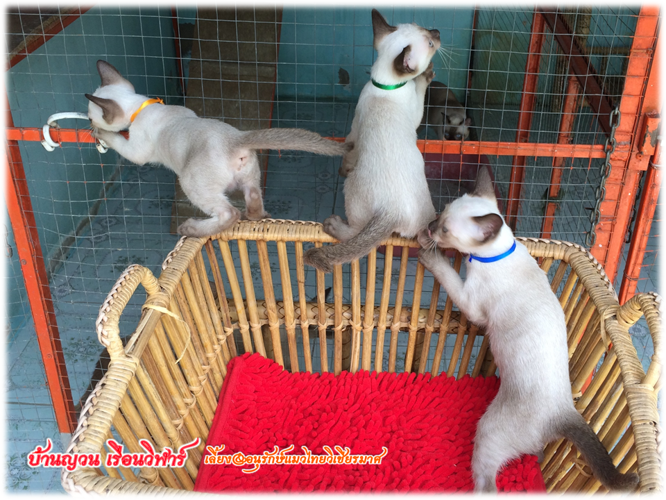 น้องแมว 18/6/2559