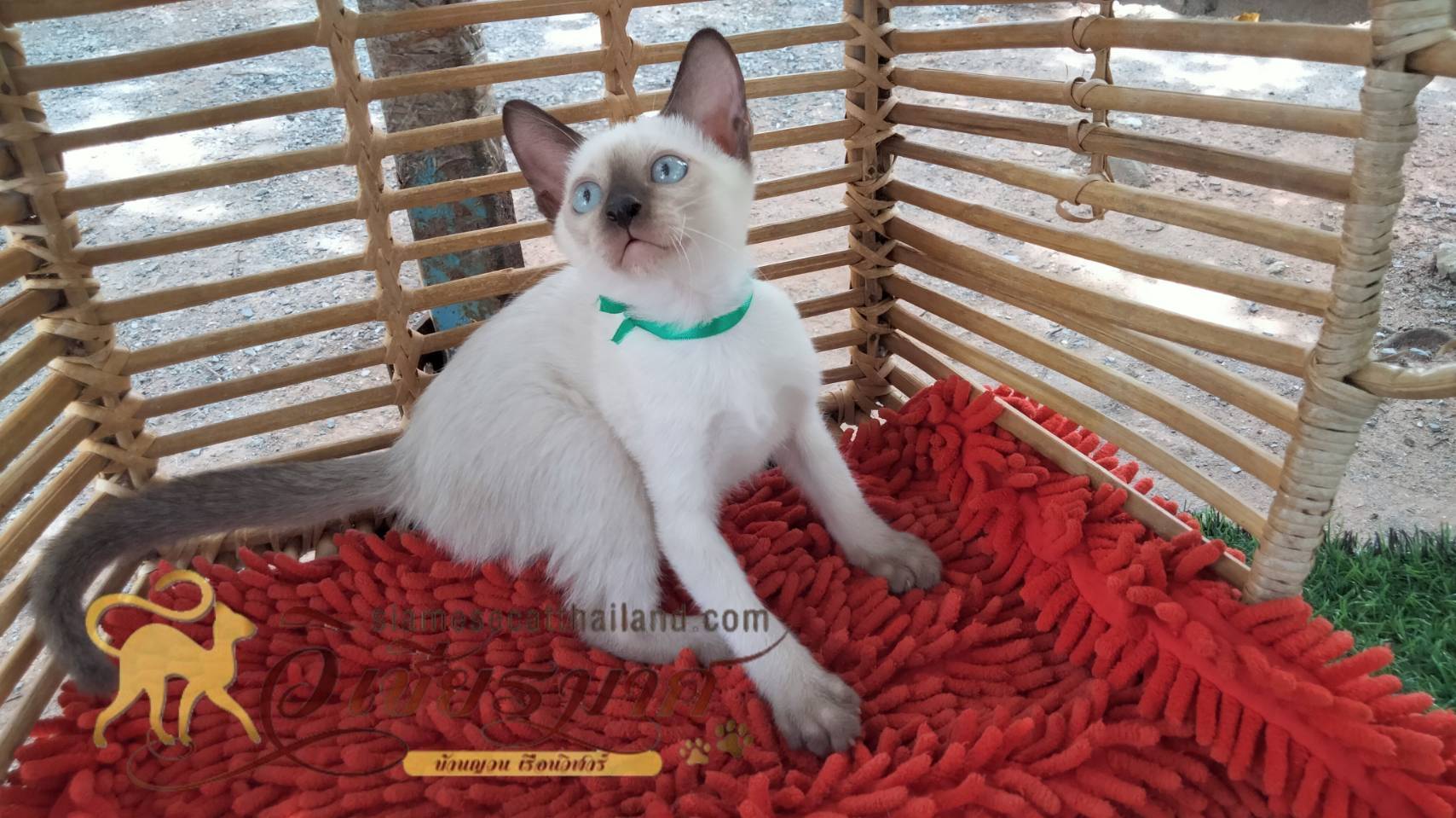 น้องแมวรุ่นใหม่ 6/2566