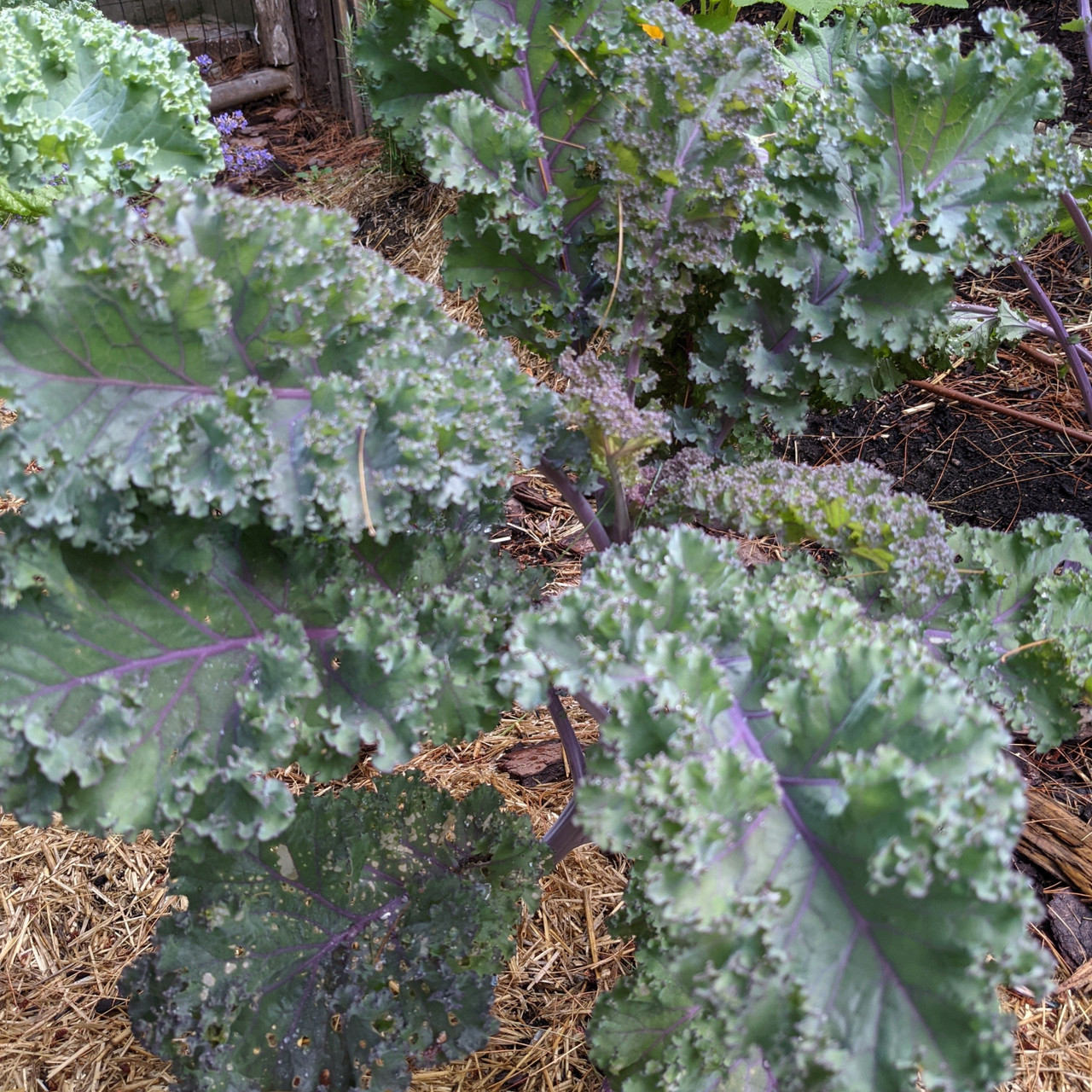 เมล็ดพันธุ์เคล สการ์เล็ต - Scarlet Kale Seed