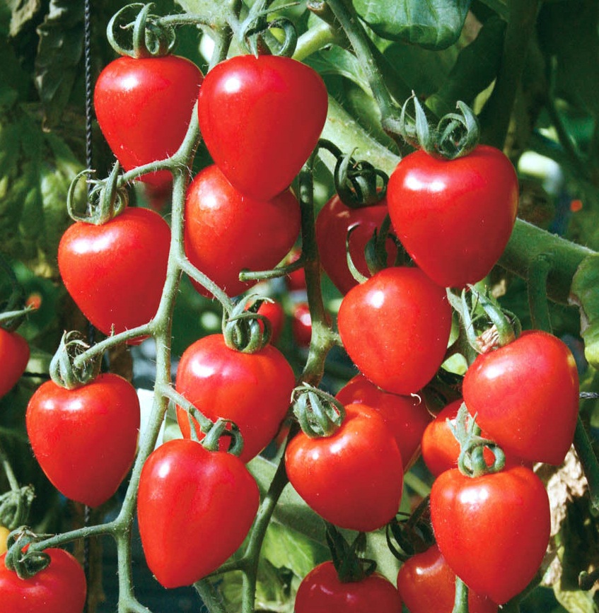 มะเขือเทศสตรอเบอรี่ - TomatoBerry F1