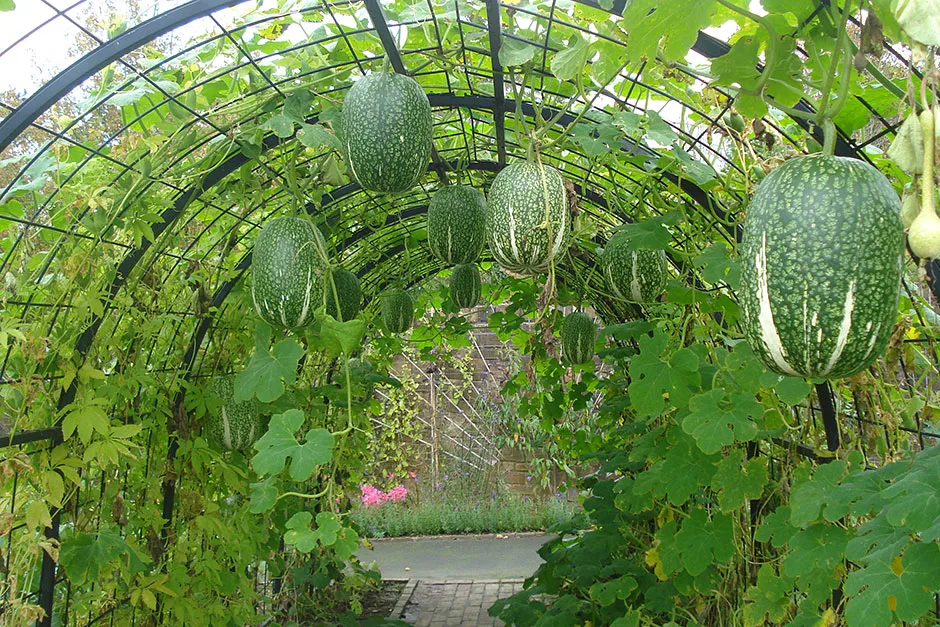 เมล็ดพันธุ์ แตงหูฉลาม - Chilacayote Shark Fin Squash Seed