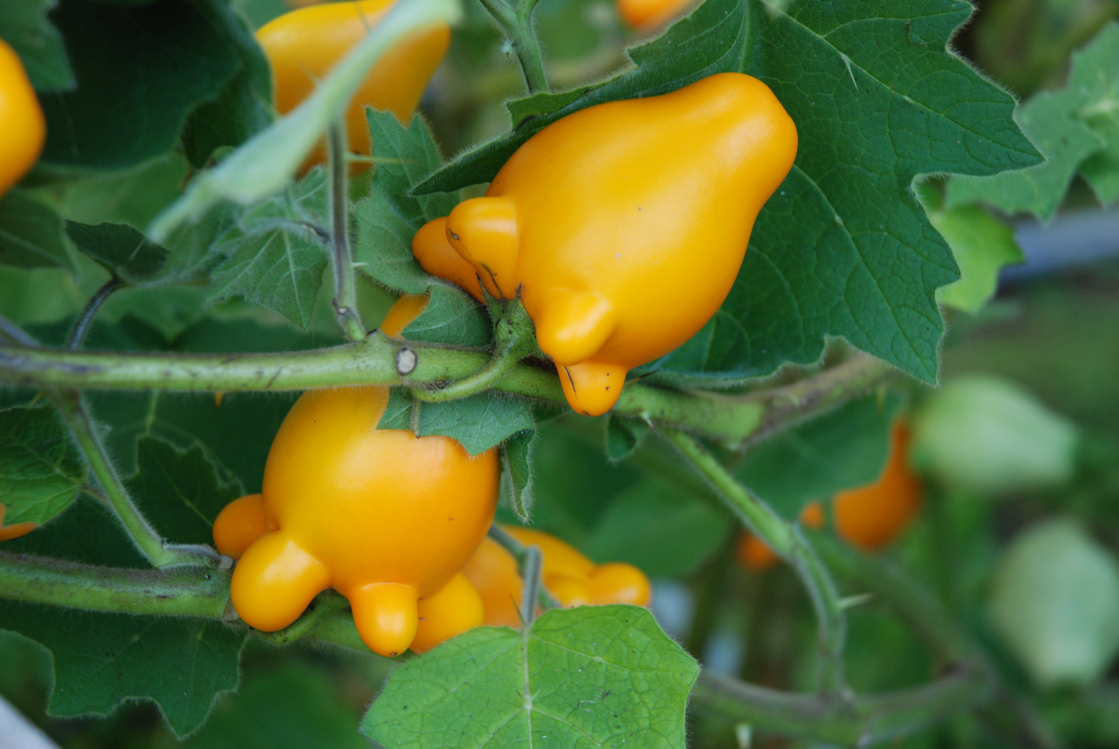 มะเขือการ์ตูน - Nipplefruit Eggplant