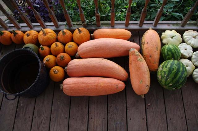 (Whole 1 oz) ฟักทองกล้วยสีชมมพู - Pink Banana Squash