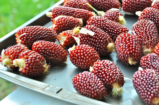 (Whole 1 oz) ข้าวโพดสตรอเบอรี่ - Red Strawberry Corn