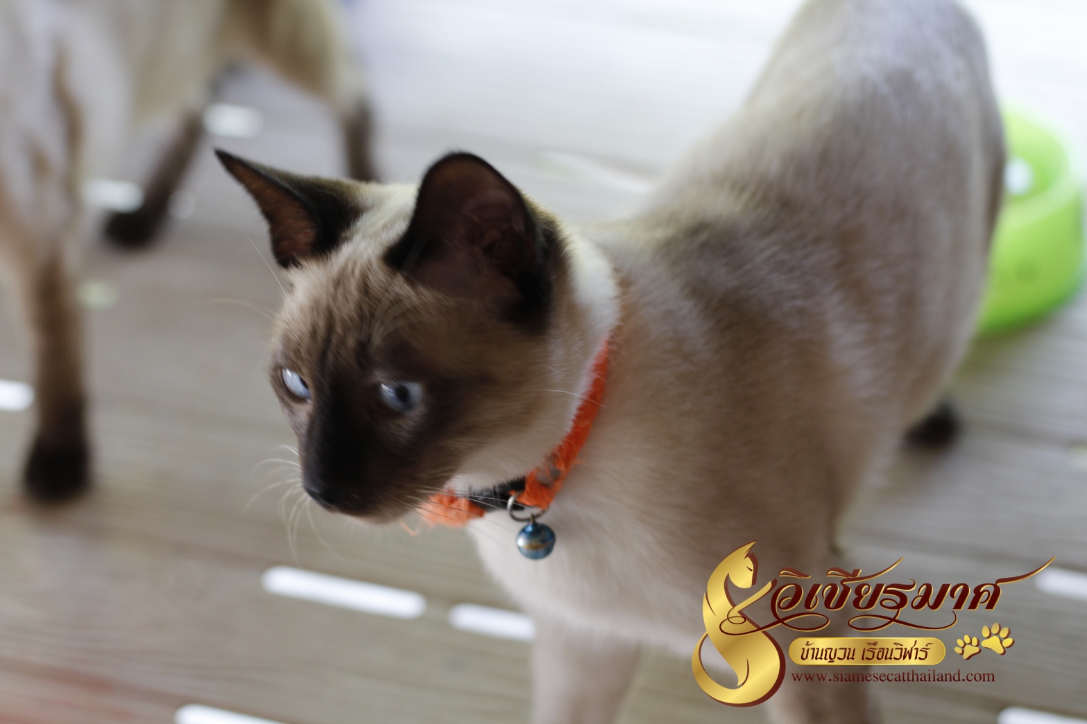 วิเชียรมาศ@บ้านยวนเรือนวิฬาร์