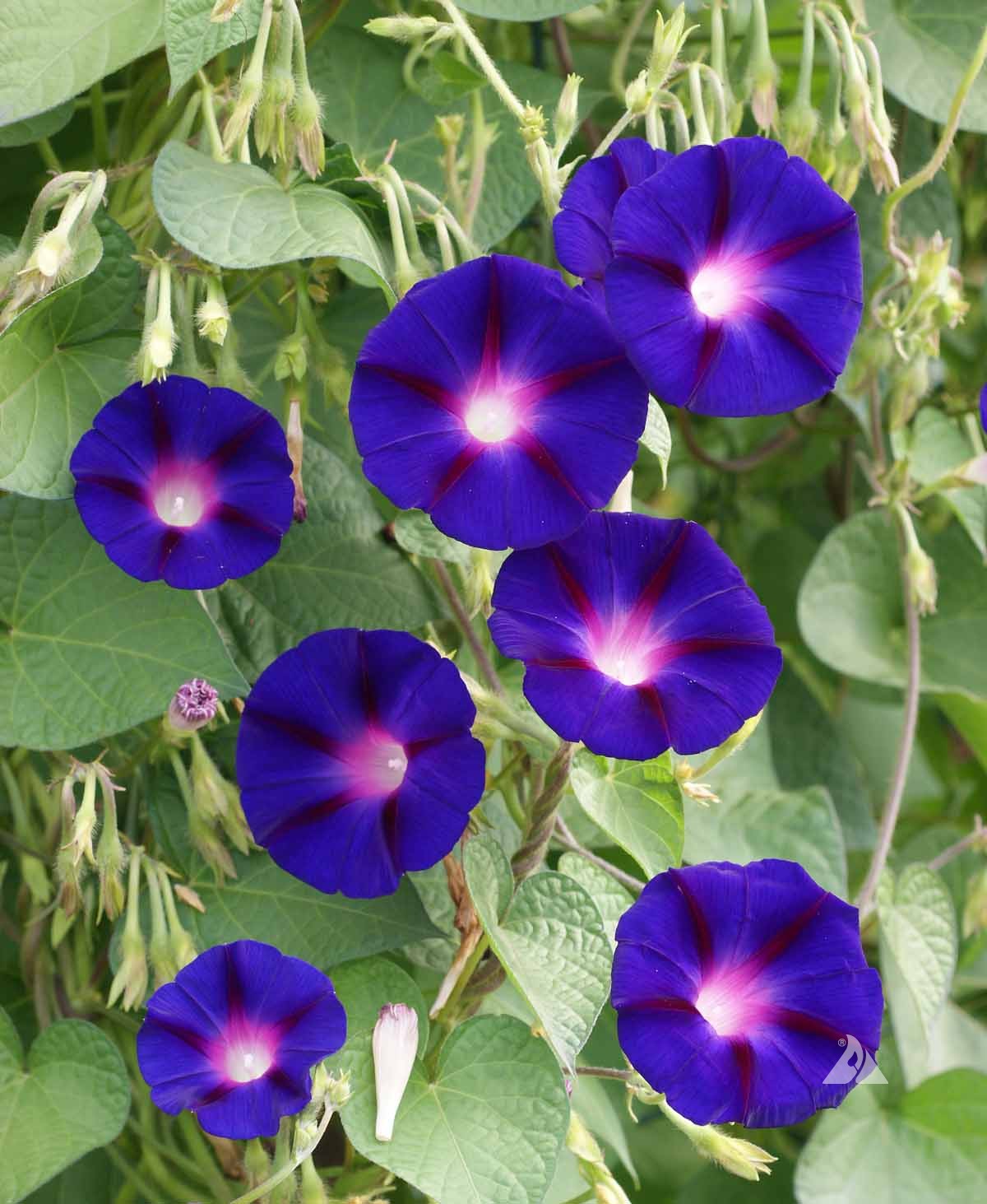 ดอกมอนิ่งกลอรี แกรนด์ป้า อ๊อด - Grandpa Ott Morning Glory
